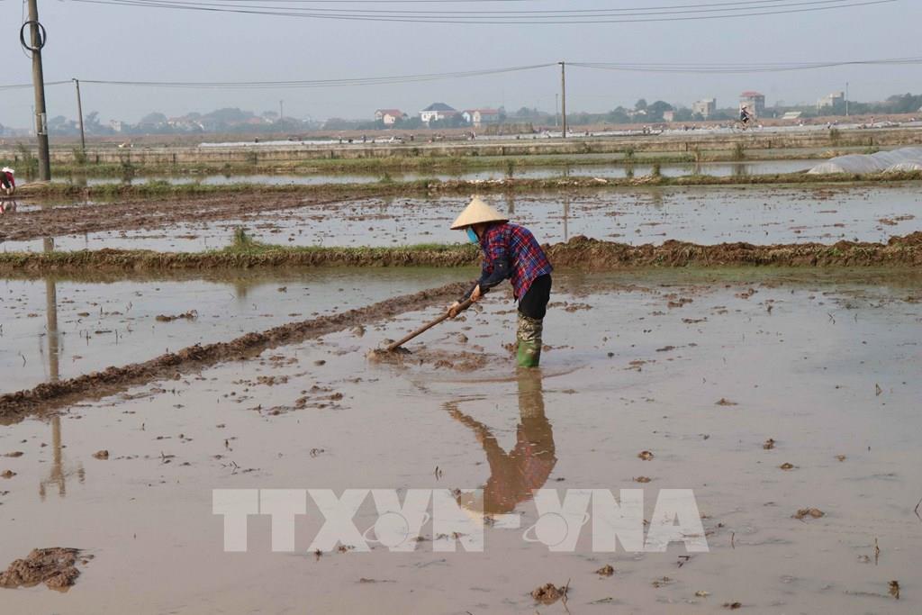 Kế hoạch sản xuất lúa, màu vụ xuân năm 2024